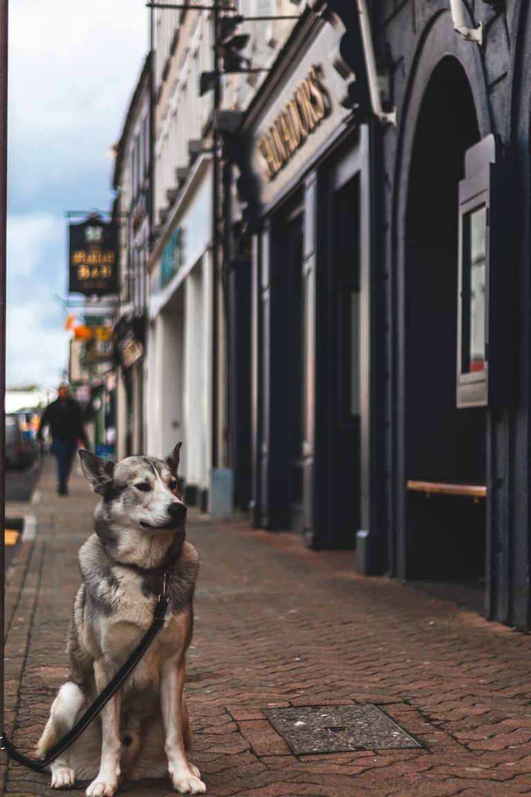 a lovely dog waiting outside a pub for his owner, he is the main focus of the shot and looks happy dog friendly pubs near me